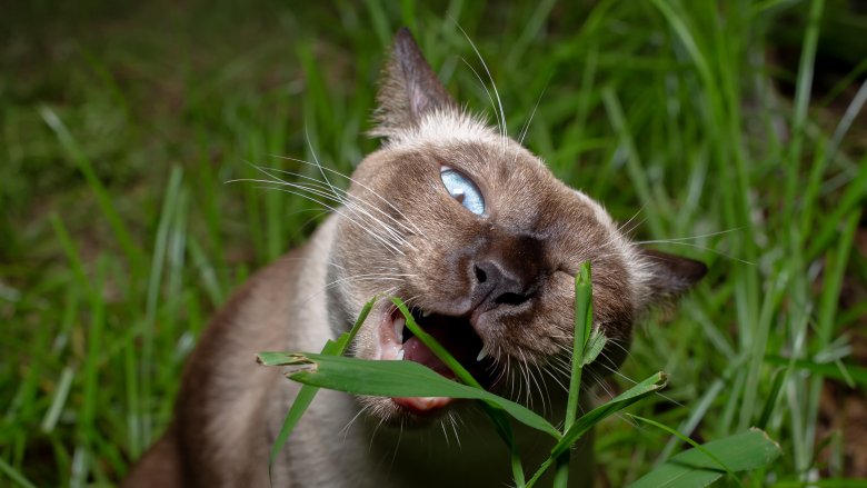 Cat eating grass