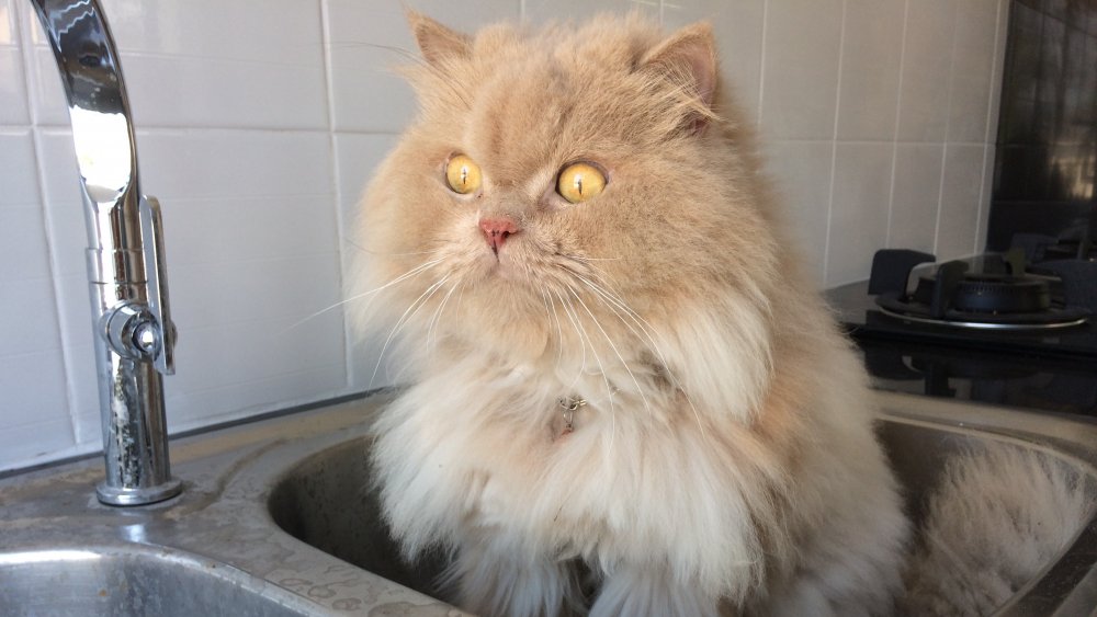 Cat in sink