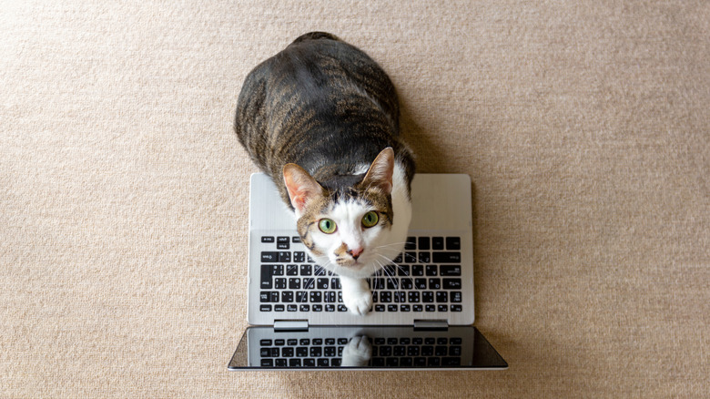 Cat standing on laptop