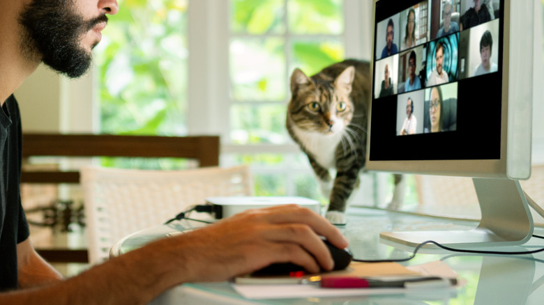 Cat strolling toward computer monitor