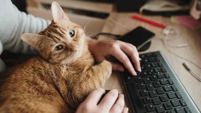 Cat snuggling with owner at keyboard