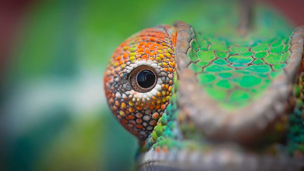 The Real Reason Chameleons Change Color