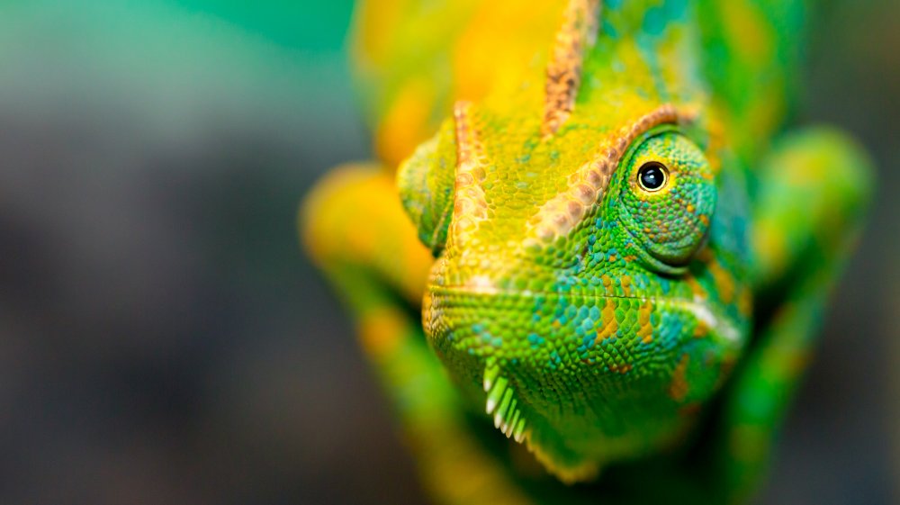 Chameleon Changing Color