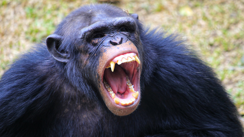 Angry chimp