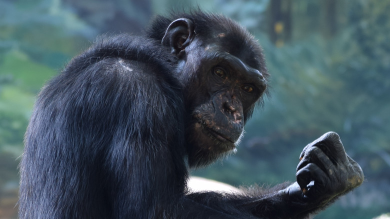 Chimpanzee sitting