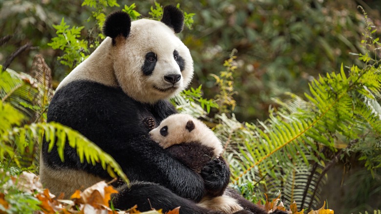 Giant panda nursing her cub