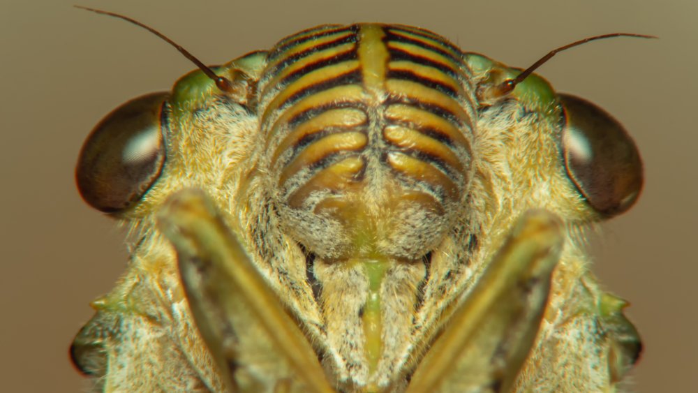 Cicada