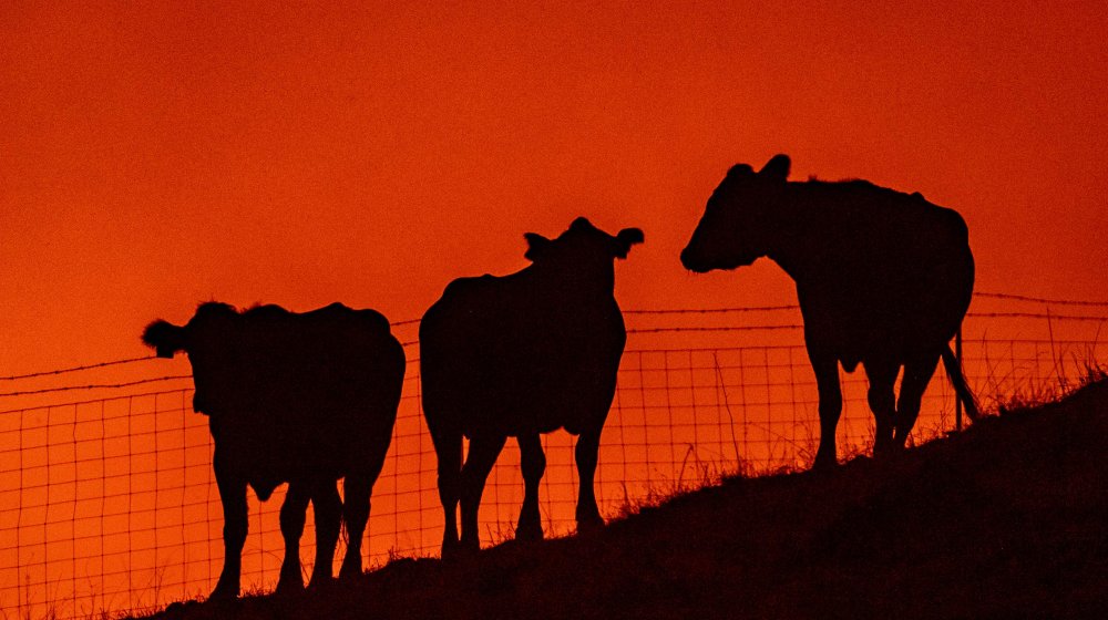 majestic bovines