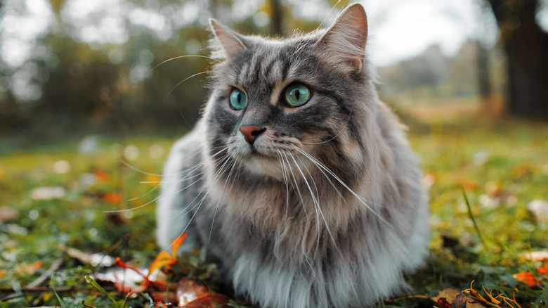 Fluffy cat