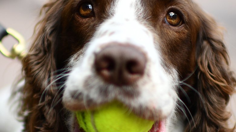 dog with whiskers