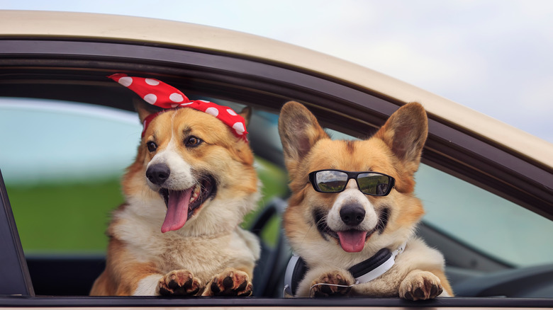 Two corgi dogs at car window