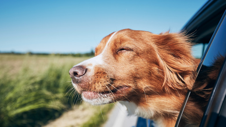 Dog with head out of car window on road