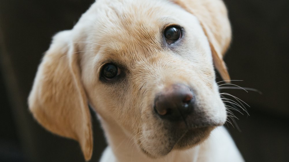 A photograph of a golden retriever tilting his head.