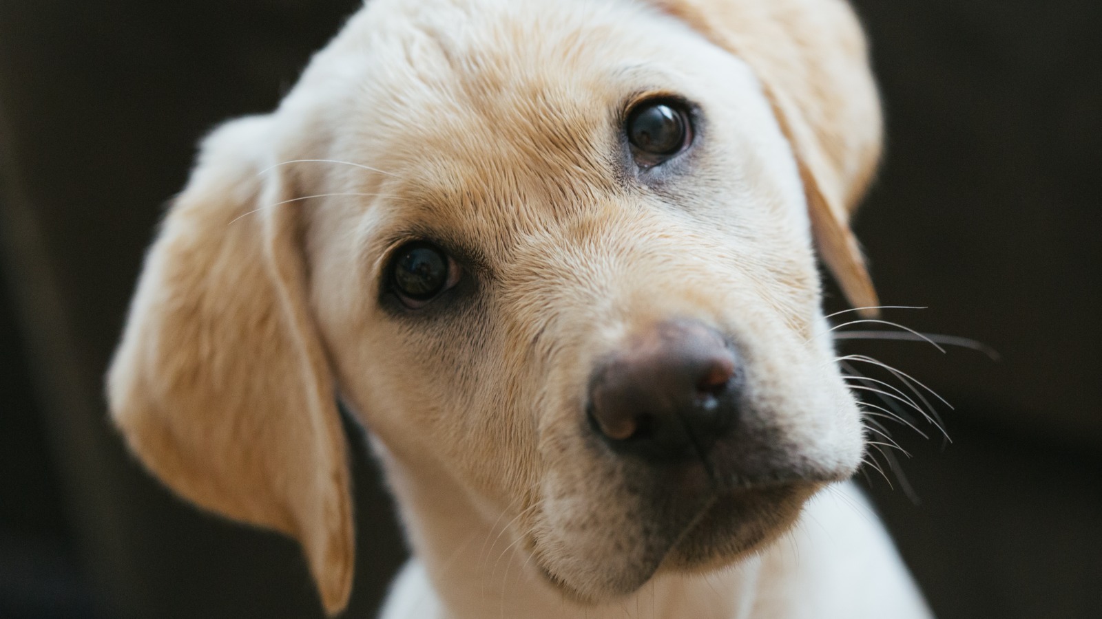 Why do dogs tilt their heads when we speak? It's not just about looking  cute - Mirror Online