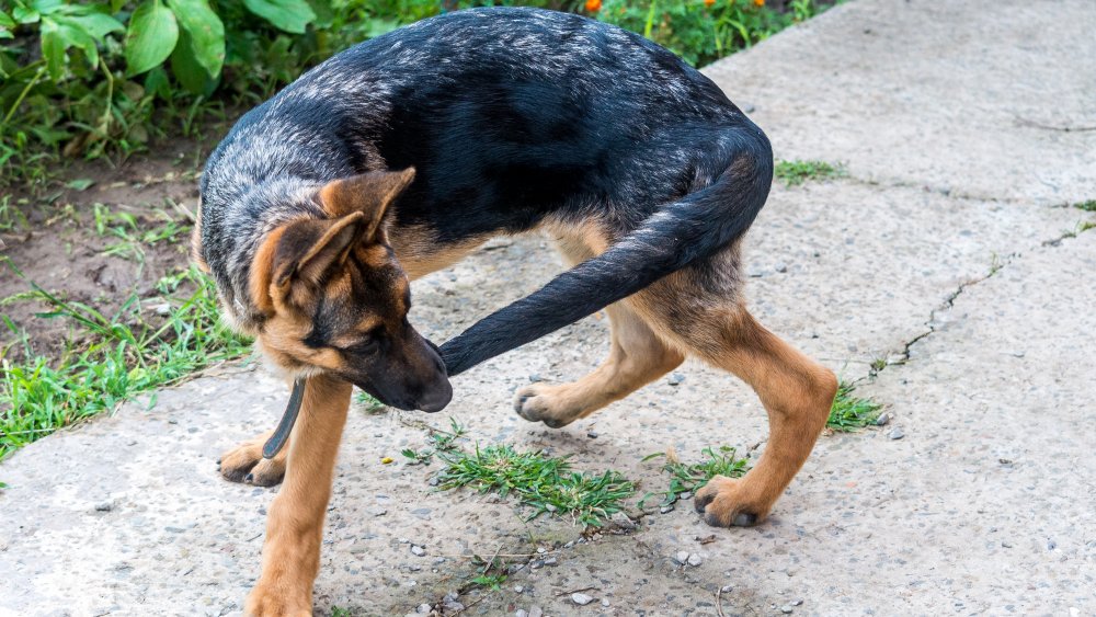 Dog