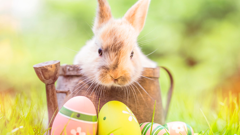 rabbit with easter eggs