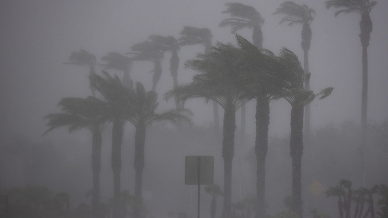 palms California storm hilary