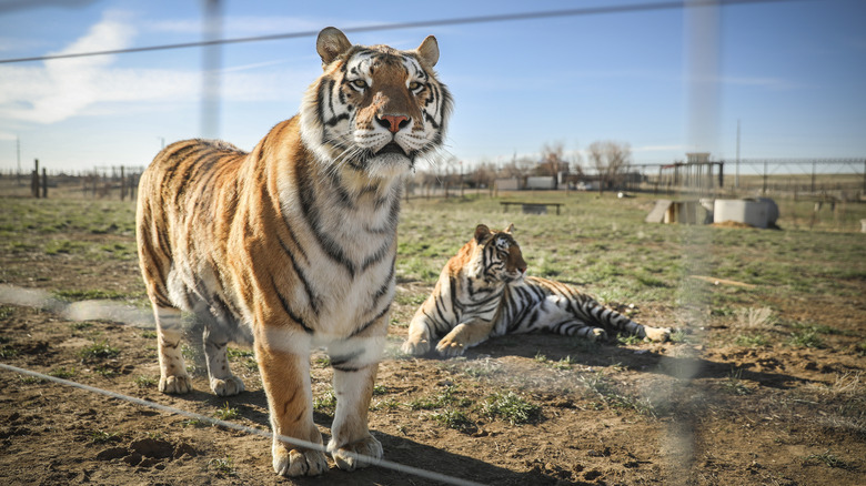 Two of Joe Exotic's tigers