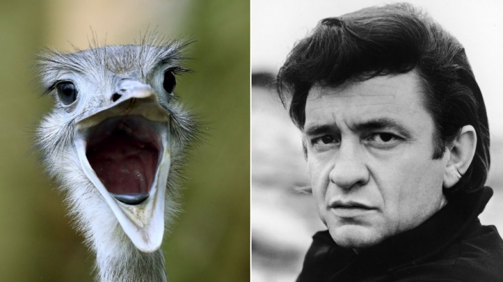 Ostrich, Johnny Cash