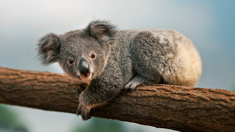 koala hanging on tree