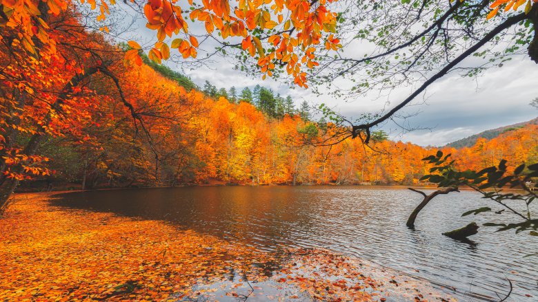 Autumn leave colors