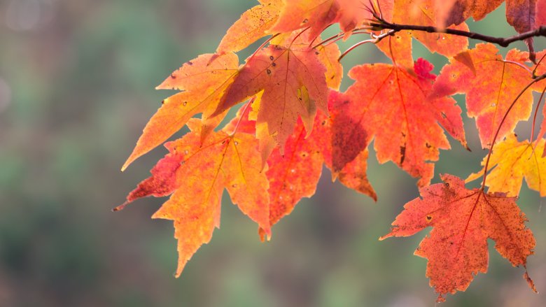 Orange leaves
