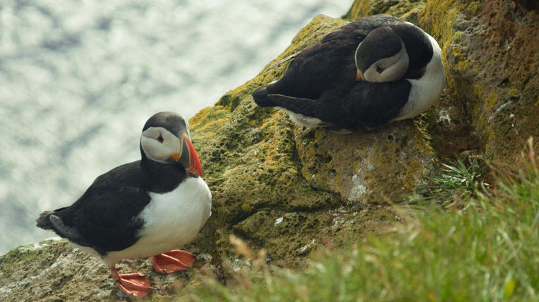 Puffin and its baby, Icelandic coast
