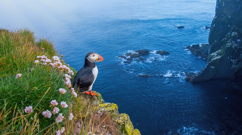 Atlantic puffin standing on cliff in summertime