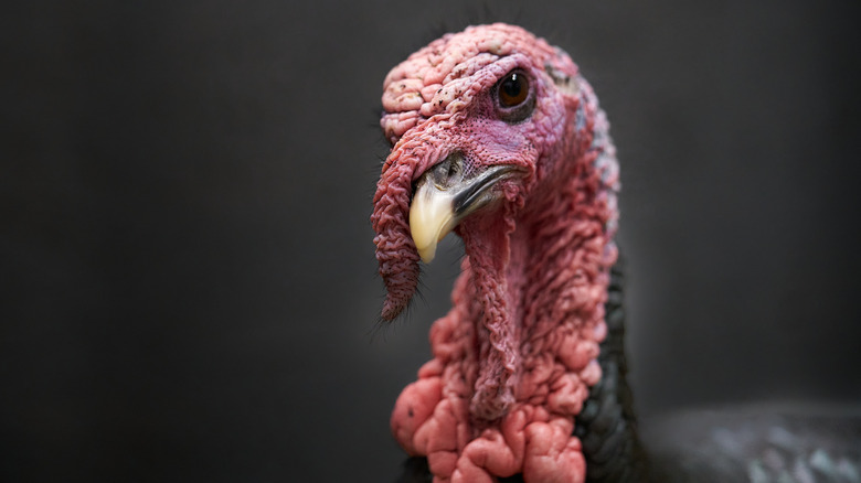 a turkey's head