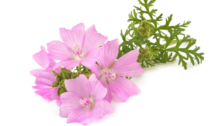 mallow flowers in a bunch