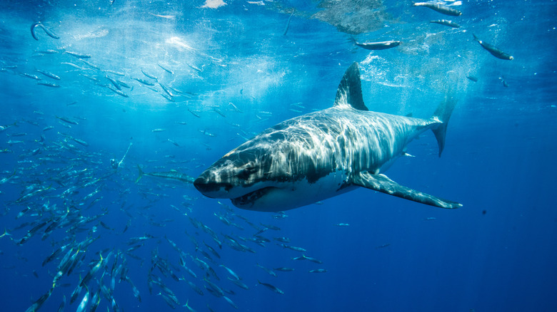 Great white shark off Mexico