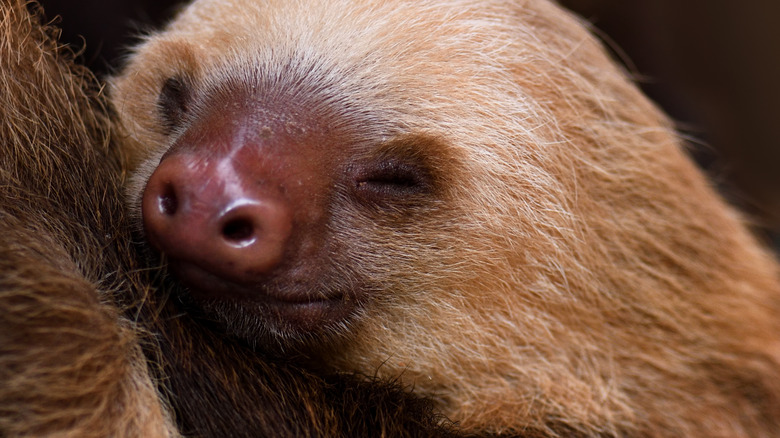Sloth close up