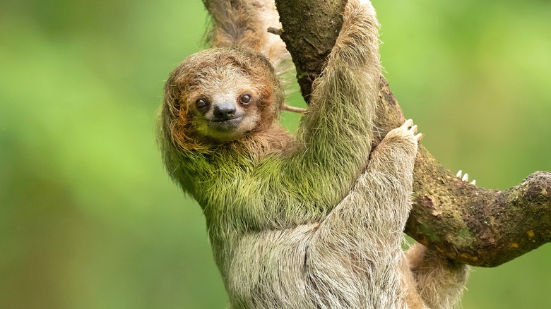 sloth in tree