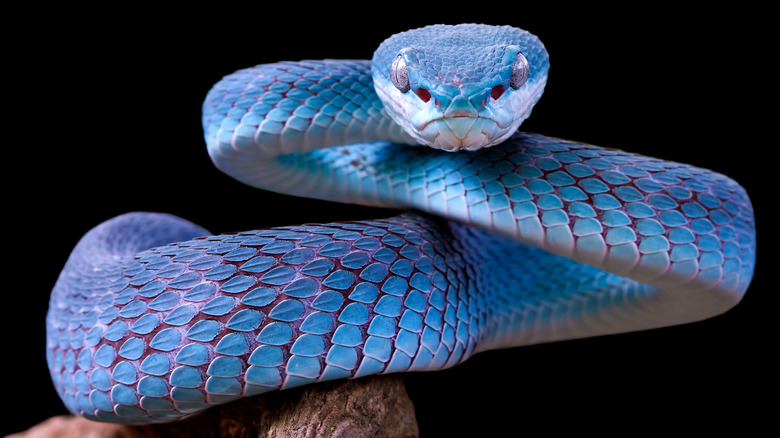 The Real Reason Snake Venom Is More Valuable Than Gold