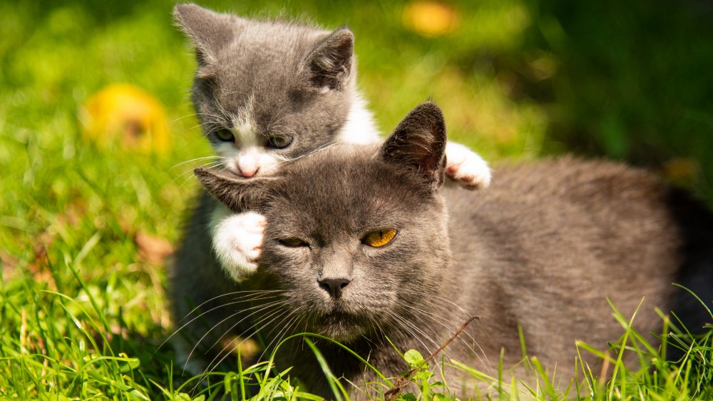 Kitten and mother playing