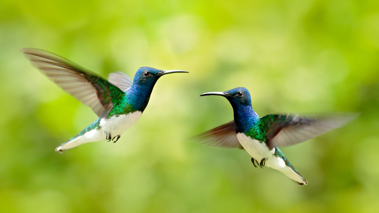White-necked jacobins in flight