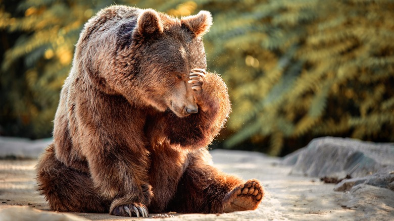 Grizzly bear pawing head