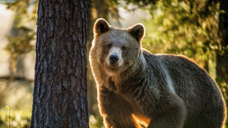 brown bear