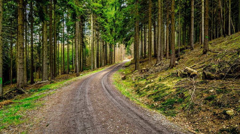 Forest road