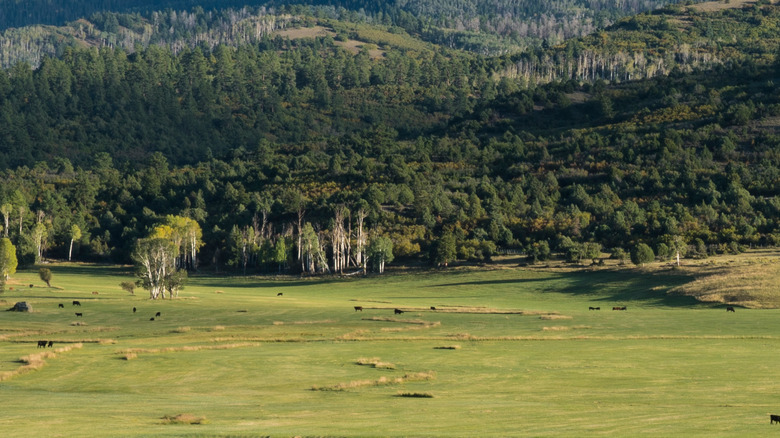 Ranch land