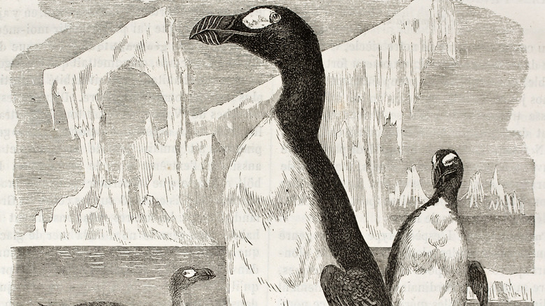 great auk penguin