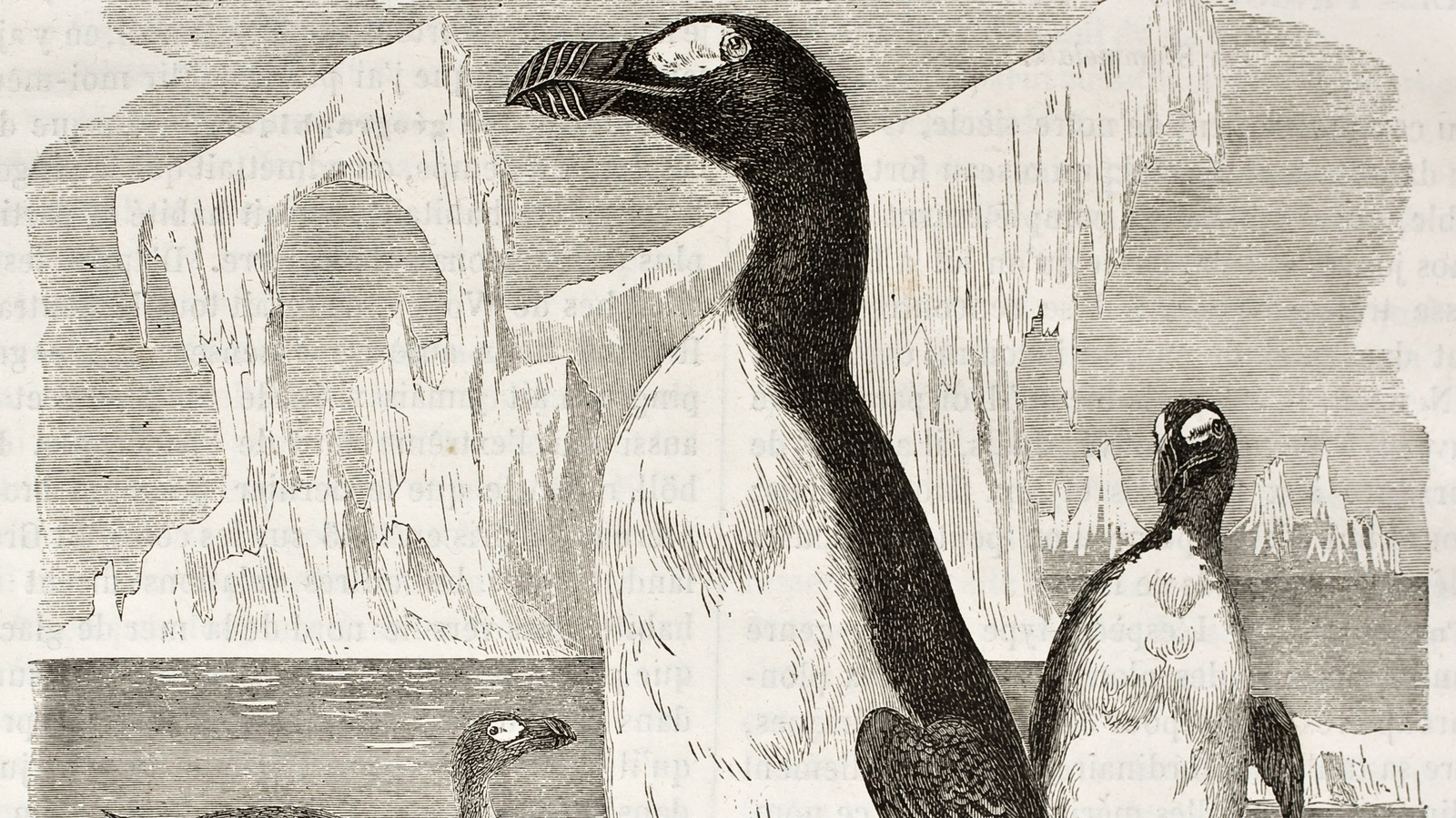 The Real Reason The Great Auk Penguin Went Extinct