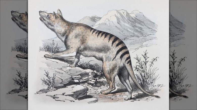 Tasmanian tiger illustration