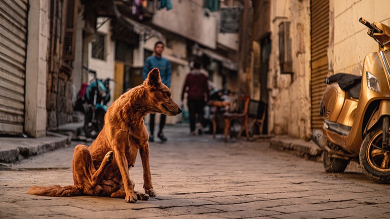Dog in street in cairo by moped