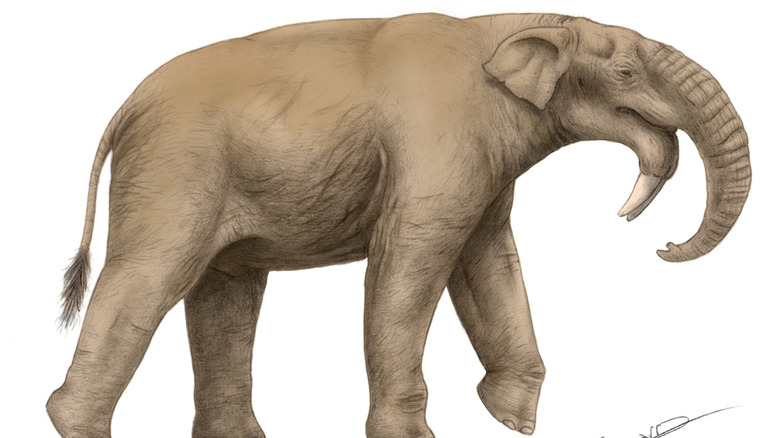 Deinotherium illustration