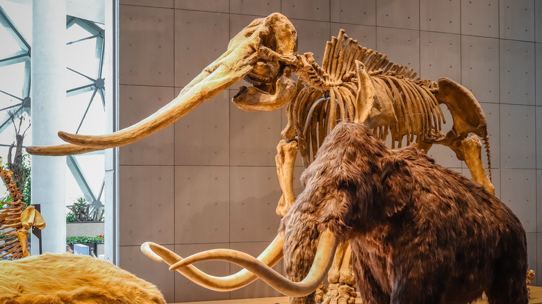 mammoth model and skelton