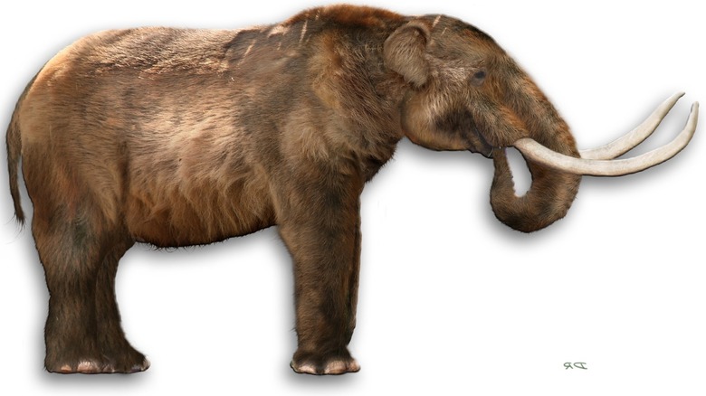 mastodon illustration