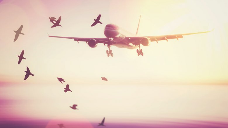 bird balls airplane airport