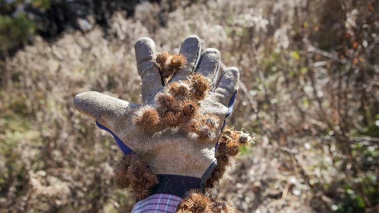 Burrs stuck to a glove