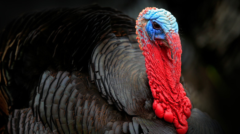 Turkey closeup